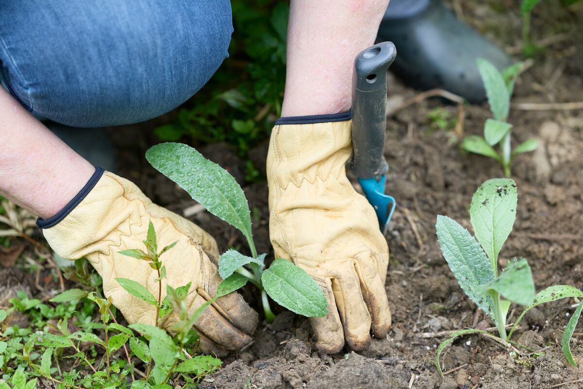 Hände mit Arbeitshandschuhen setzen junge Stauden in frisch vorbereitete Erde